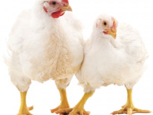 Broiler Irkları Hakkında Geniş Bilgi