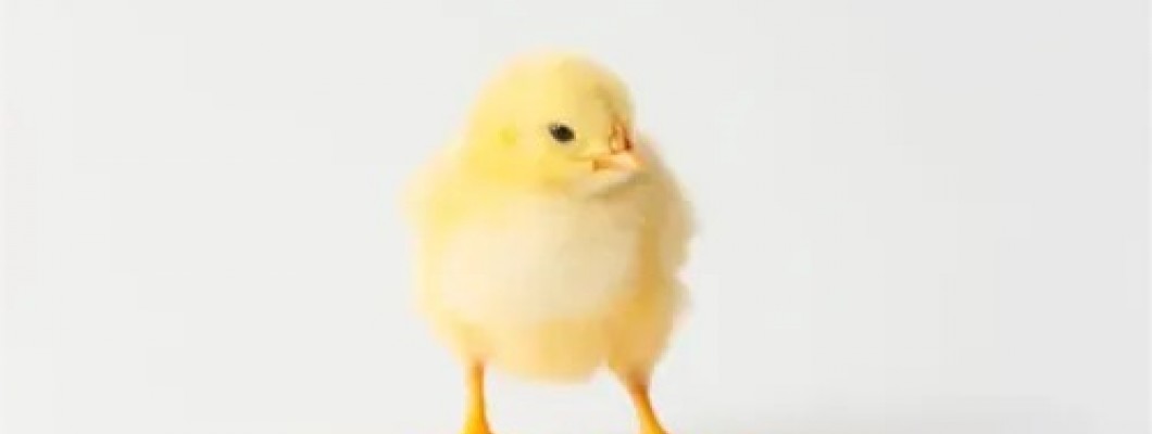 Civciv döneminin ilk günlerinde dikkat edilmesi gereken bazı noktalar Civciv döneminin ilk günlerinde dikkat edilmesi gereken bazı noktalar