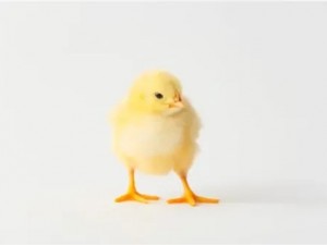 Civciv döneminin ilk günlerinde dikkat edilmesi gereken bazı noktalar