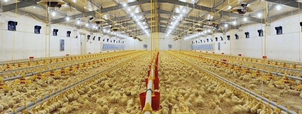 Modern Kümes Ekipmanları Modern Kümes Ekipmanları