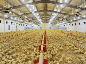 Modern Kümes Ekipmanları