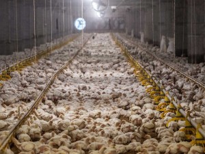 Endüstriyel Tavuk Kümesi Ekipmanlarının Önemi