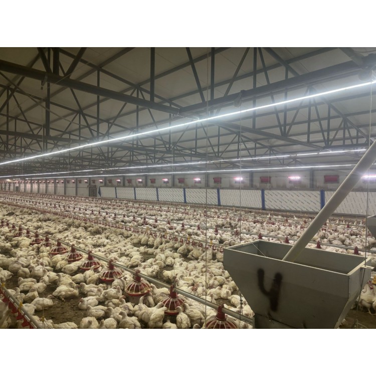 Tek Sıra Şerit hortum Led 100 metre(220Volt) Tek Sıra Şerit hortum Led 100 metre(220Volt)